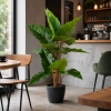 ALOCASIA W DONICZCE 120CM